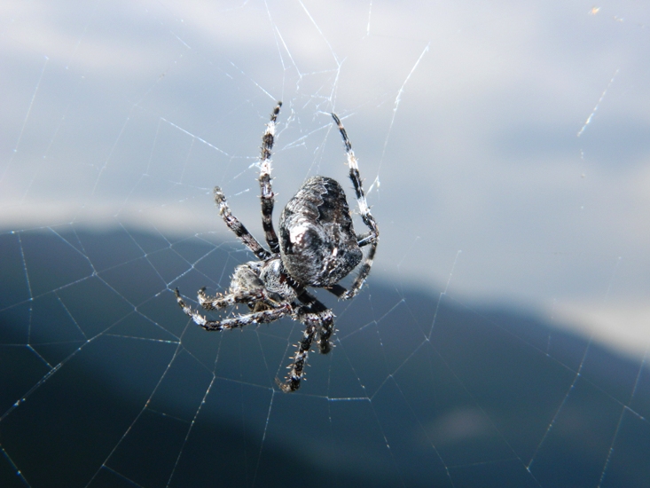 Araneus angulatus - Molveno (TN)